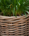 woven rattan planter with plastic liner