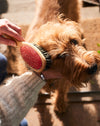 beechwood dog grooming brush