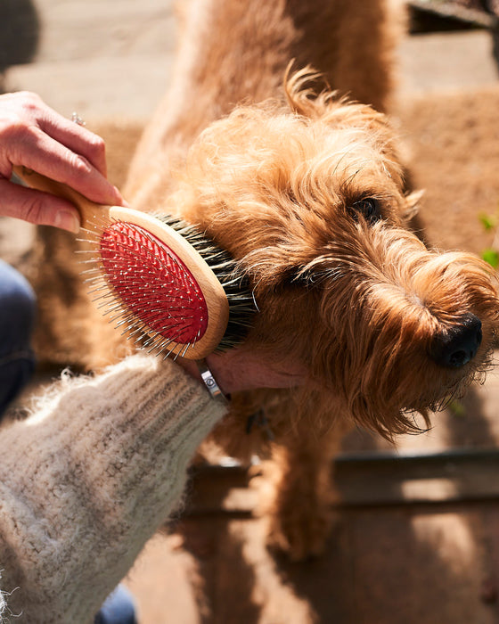 beechwood dog grooming brush