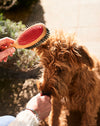 beechwood dog grooming brush