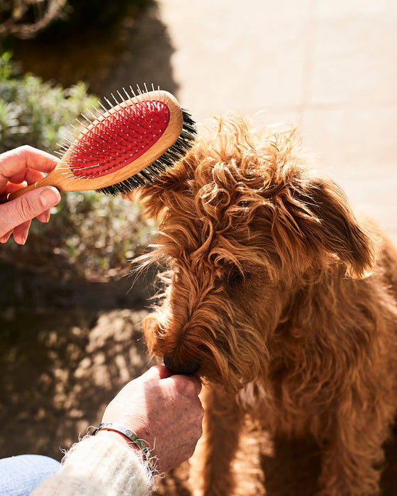 beechwood dog grooming brush